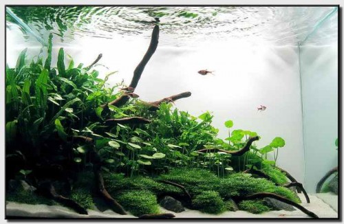 little_green_hill_aquascape